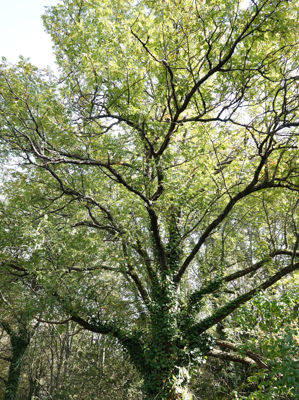 Un cormier en forêt pris de haut en bas, le soleil donnant des reflets dorés à son dense feuillage vert.