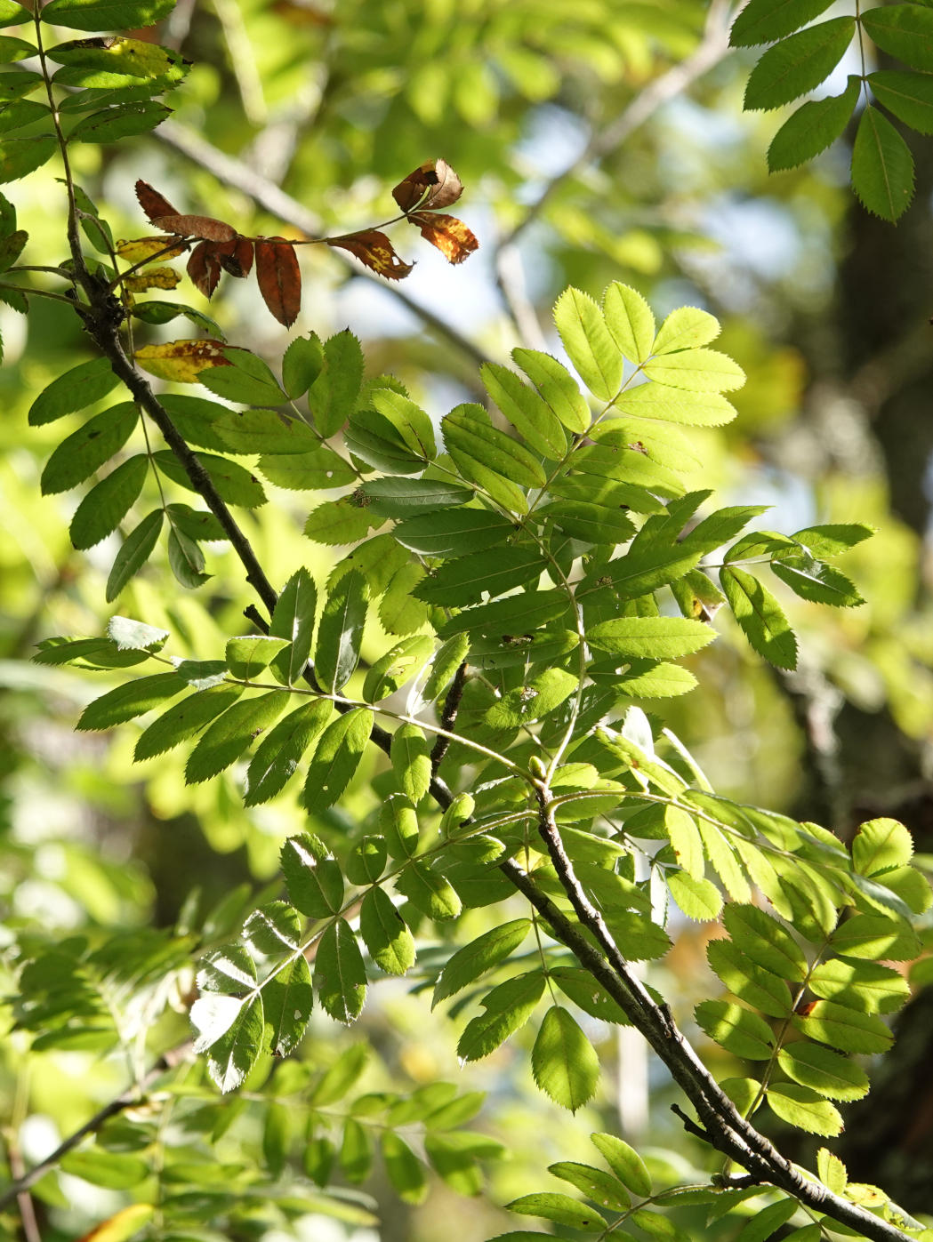 Des feuilles de cormiers en gros plan sur une branche, un fond vert-doré à l'arrière plan.